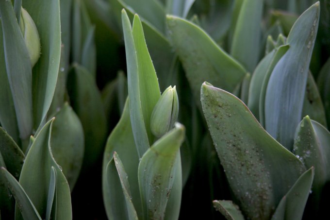 Fleuriste et... producteur !